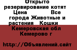 Открыто резервирование котят › Цена ­ 15 000 - Все города Животные и растения » Кошки   . Кемеровская обл.,Кемерово г.